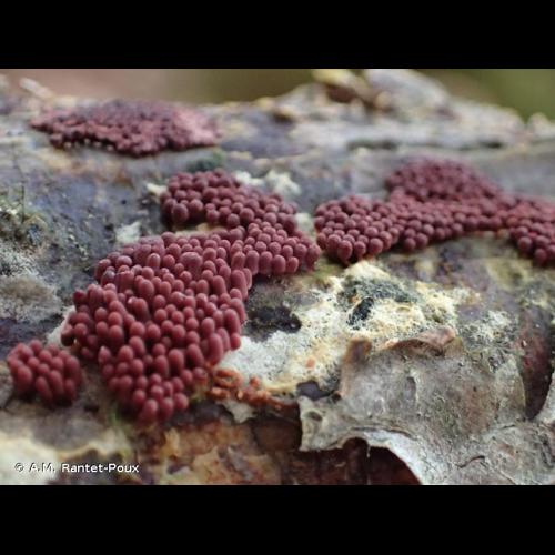 <i>Arcyria incarnata</i> (Pers. ex J.F.Gmel.) Pers., 1796 © A.M. Rantet-Poux