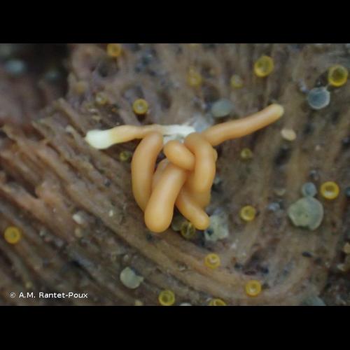 <i>Arcyria obvelata</i> (Oeder) Onsberg, 1979 © A.M. Rantet-Poux