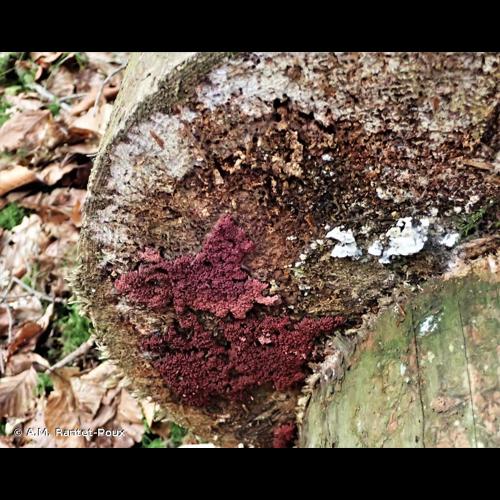 <i>Arcyria stipata</i> (Schwein.) Lister, 1894 &copy; A.M. Rantet-Poux