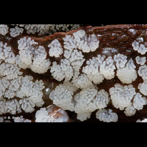 <i>Ceratiomyxa fruticulosa</i> (O.F.Müll.) T.Macbr., 1899 © B. Bock