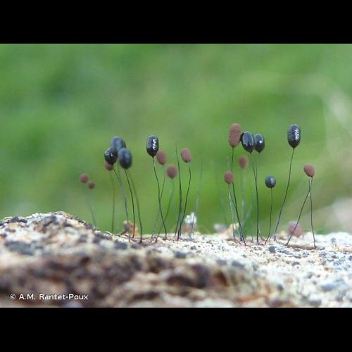 <i>Comatricha alta</i> Preuss, 1851 © A.M. Rantet-Poux