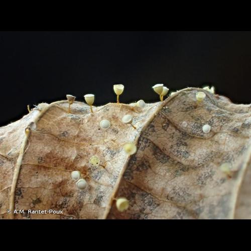 <i>Craterium minutum</i> (Leers) Fr., 1829 © A.M. Rantet-Poux