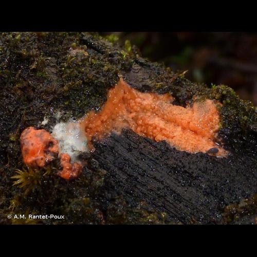 <i>Dictydiaethalium plumbeum</i> (Schumach.) Rostaf., 1894 © A.M. Rantet-Poux