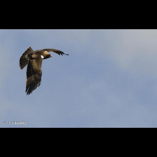 <i>Hieraaetus pennatus</i> (Gmelin, 1788) © J. LAIGNEL