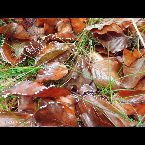 <i>Didymium clavus</i> (Alb. & Schwein.) Rabenh., 1844 © A.M. Rantet-Poux