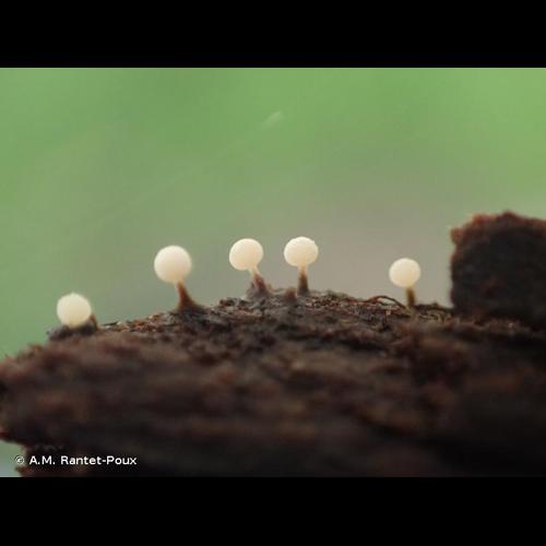 <i>Didymium nigripes</i> (Link) Fr., 1829 © A.M. Rantet-Poux