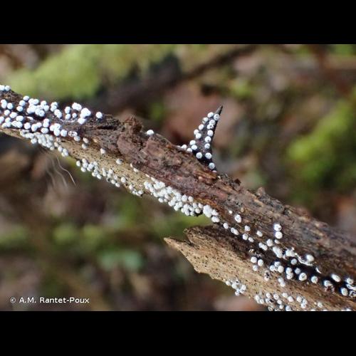 <i>Didymium squamulosum</i> (Alb. & Schwein.) Fr., 1818 © A.M. Rantet-Poux