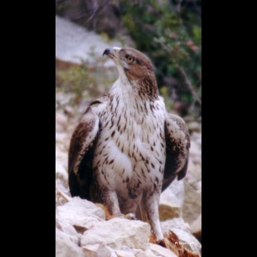 <i>Aquila fasciata</i> Vieillot, 1822 © P. Gourdain