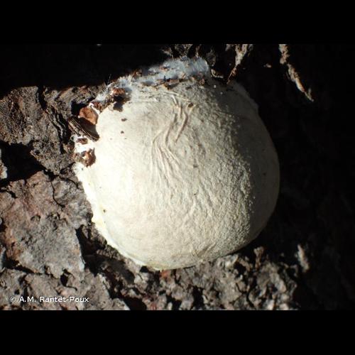 <i>Reticularia lycoperdon</i> Bull., 1790 © A.M. Rantet-Poux