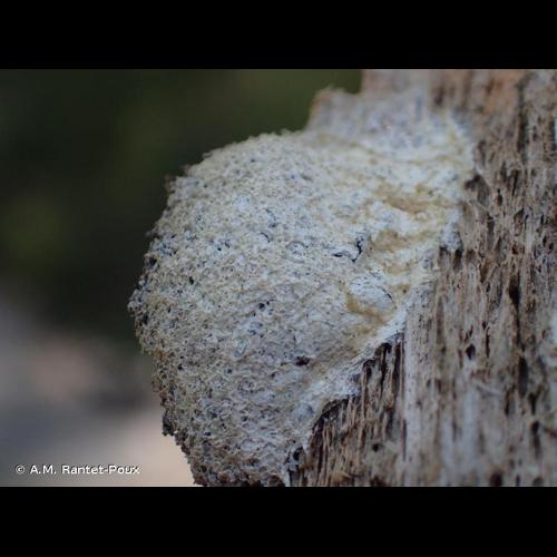 <i>Fuligo cinerea</i> (Schwein.) Morgan, 1896 © A.M. Rantet-Poux