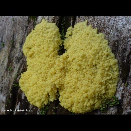 <i>Fuligo septica</i> (L.) F.H.Wigg., 1780 &copy; A.M. Rantet-Poux