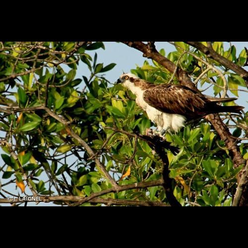 <i>Pandion haliaetus</i> (Linnaeus, 1758) &copy; J. LAIGNEL