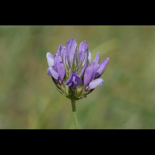 Bituminaria bituminosa (L.) C.H.Stirt., 1981 © DALMAS Jean-Pierre