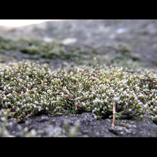 Hedwigia ciliata var. ciliata (Hedw.) P.Beauv. © LEGLAND Thomas