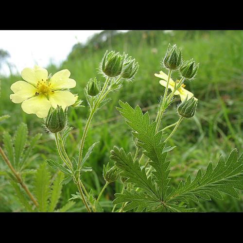 Potentilla recta L., 1753 &copy; BILLARD Gilbert