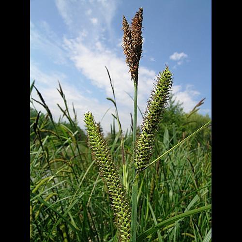Carex acutiformis ehrh. &copy; VILLARET Jean-Charles