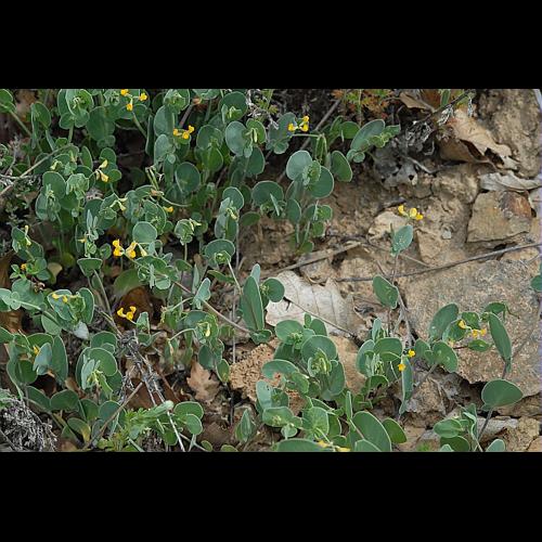 Coronilla scorpioides (L.) W.D.J.Koch, 1837 © DALMAS Jean-Pierre
