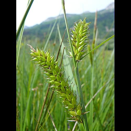 Carex rostrata Stokes © VILLARET Jean-Charles