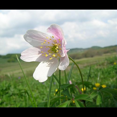 Anemone nemorosa L. © VILLARET Jean-Charles