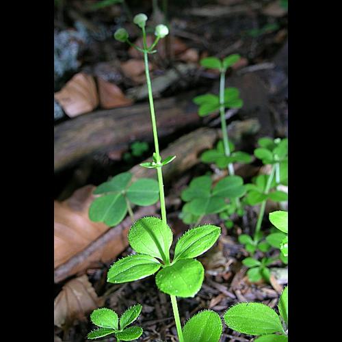 Galium rotundifolium L. © VILLARET Jean-Charles