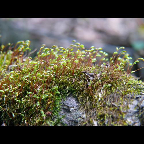 Amblystegium serpens (Hedw.) Schimp. &copy; LEGLAND Thomas