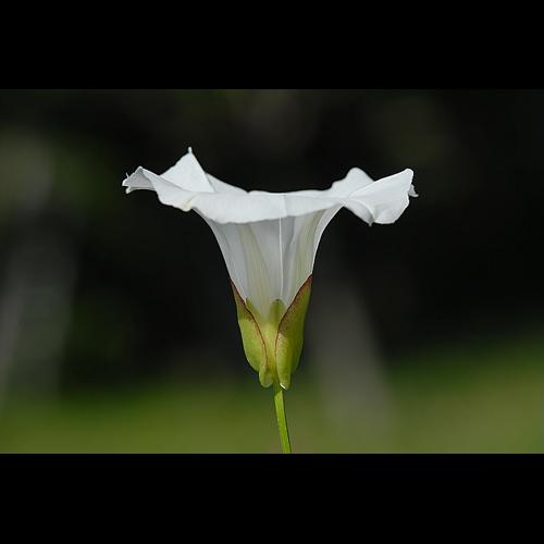 Calystegia sepium (L.) R.Br. subsp. sepium &copy; DALMAS Jean-Pierre