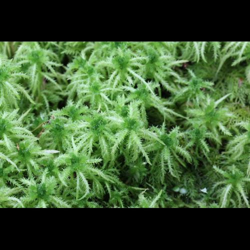 Sphagnum squarrosum Crome © LEGLAND Thomas