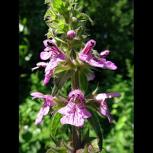 Stachys palustris L. © VILLARET Jean-Charles