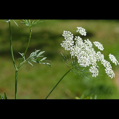 Ammi majus L., 1753 © DALMAS Jean-Pierre