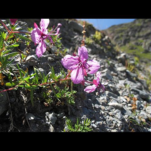 Epilobium dodonaei Vill. subsp. fleischeri (Hochst.) Schinz & Thell. © BILLARD Gilbert