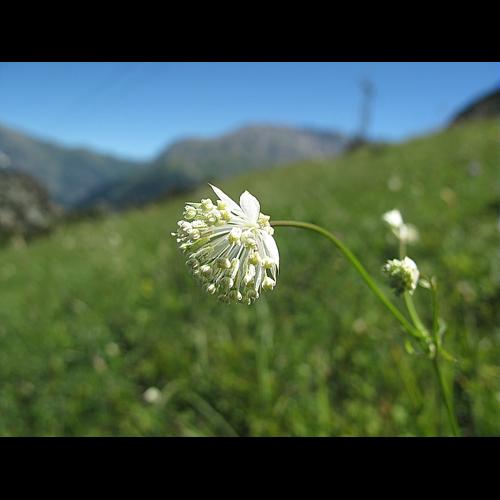 Astrantia minor L., 1753 © BILLARD Gilbert