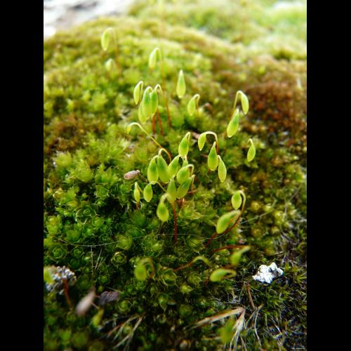 Bryum capillare Hedw. © GARRAUD Luc