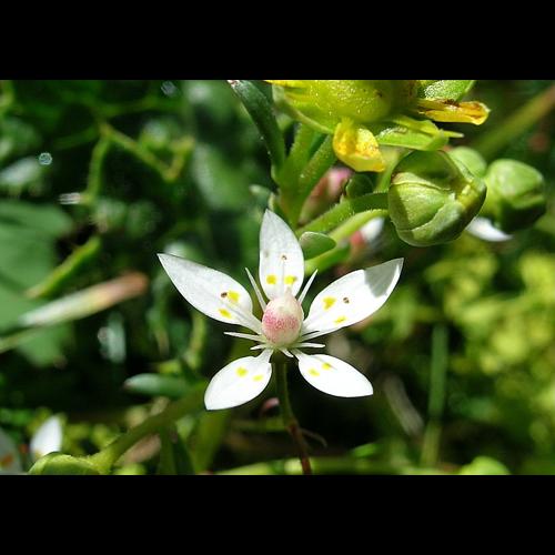 Saxifraga stellaris L. subsp. robusta (Engler) Gremli © VILLARET Jean-Charles