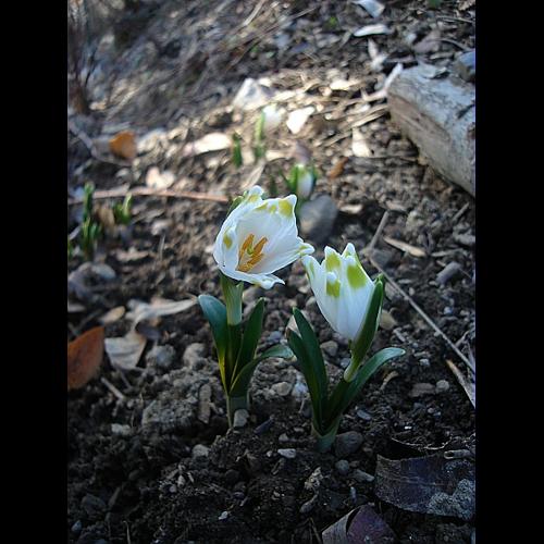 Leucojum vernum L., 1753 © HOUARD Françoise