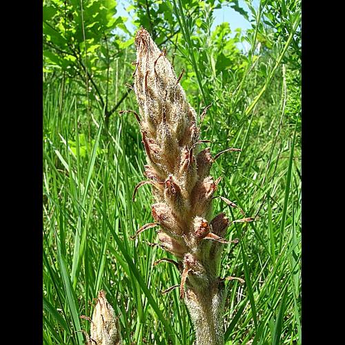 Orobanche rapum-genistae Thuill. © VILLARET Jean-Charles