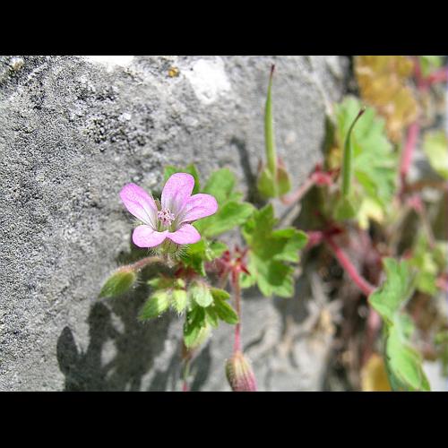 Geranium rotundifolium L. © VILLARET Jean-Charles