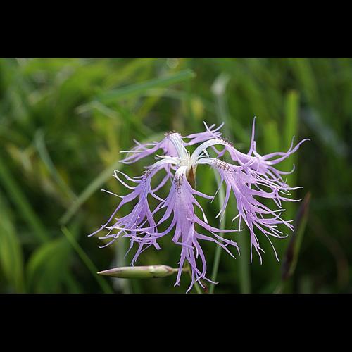 Dianthus superbus L. subsp. superbus © PACHES Gilles
