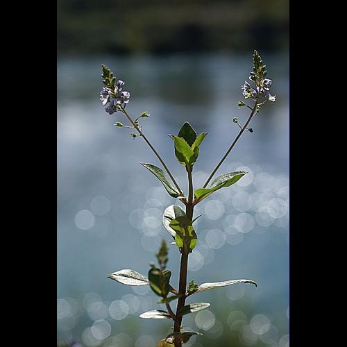 Veronica anagallis-aquatica L., 1753 © PACHES Gilles