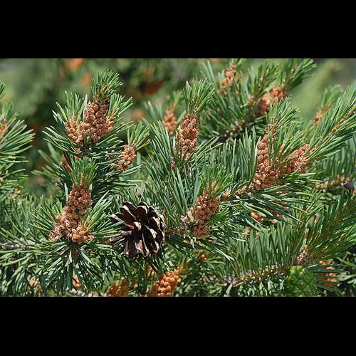 Pinus sylvestris L. &copy; DALMAS Jean-Pierre