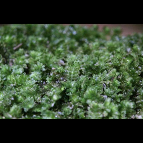 Diplophyllum albicans (L.) Dumort. &copy; LEGLAND Thomas