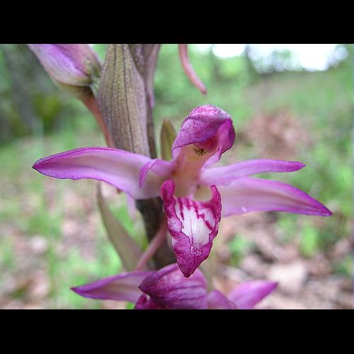 Limodorum abortivum (L.) Swartz subsp. abortivum &copy; VILLARET Jean-Charles