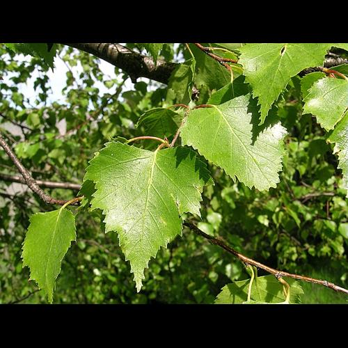 Betula pendula Roth © VILLARET Jean-Charles