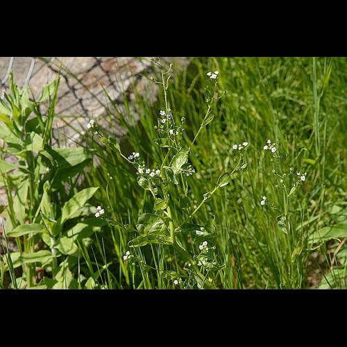 Samolus valerandi L. &copy; DALMAS Jean-Pierre