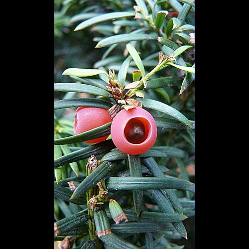 Taxus baccata L. © GARRAUD Luc