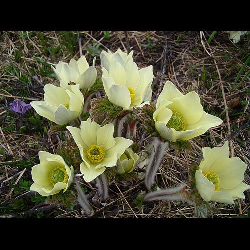 Pulsatilla alpina subsp. apiifolia (Scop.) Nyman, 1878 © VILLARET Jean-Charles