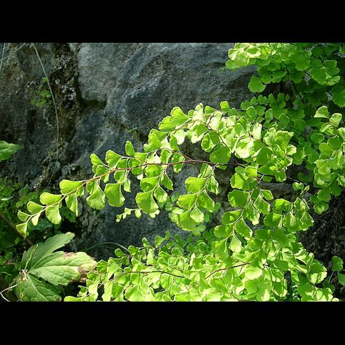 Adiantum capillus-veneris L. &copy; VILLARET Jean-Charles