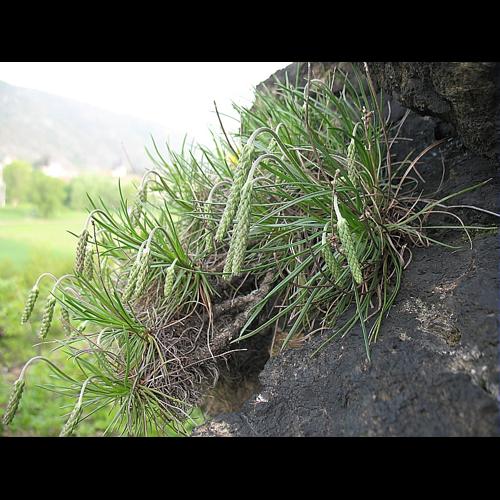 Plantago holosteum Scop. &copy; BILLARD Gilbert