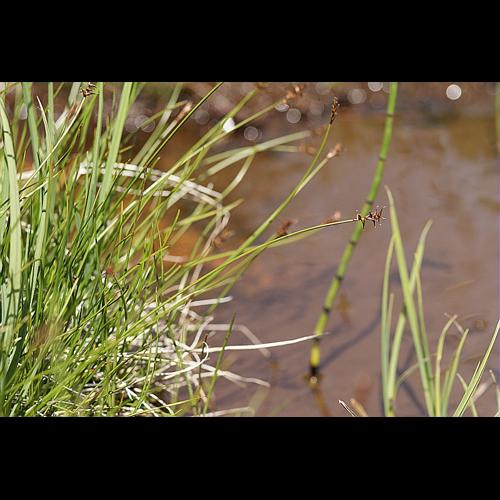 Carex davalliana Sm. © BONNET Véronique