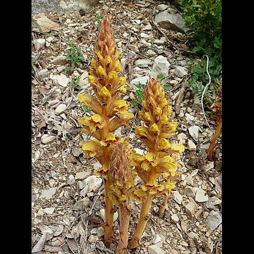 Orobanche gracilis Sm. © VILLARET Jean-Charles