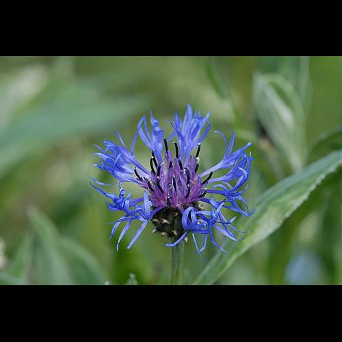 Cyanus montanus (L.) Hill, 1768 &copy; DALMAS Jean-Pierre